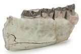 Fossil Running Rhino (Hyracodon) Jaw Section - South Dakota #355974-1